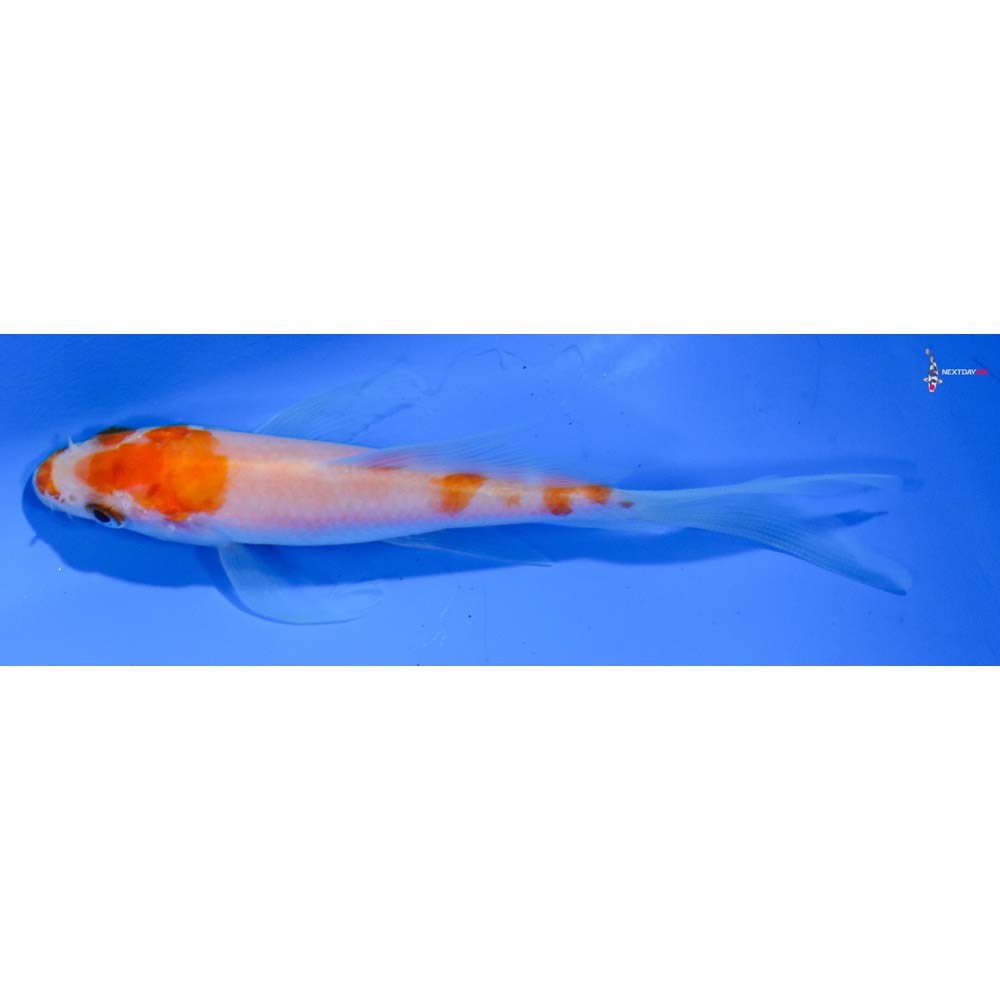 4” Imported Kohaku Butterfly Koi