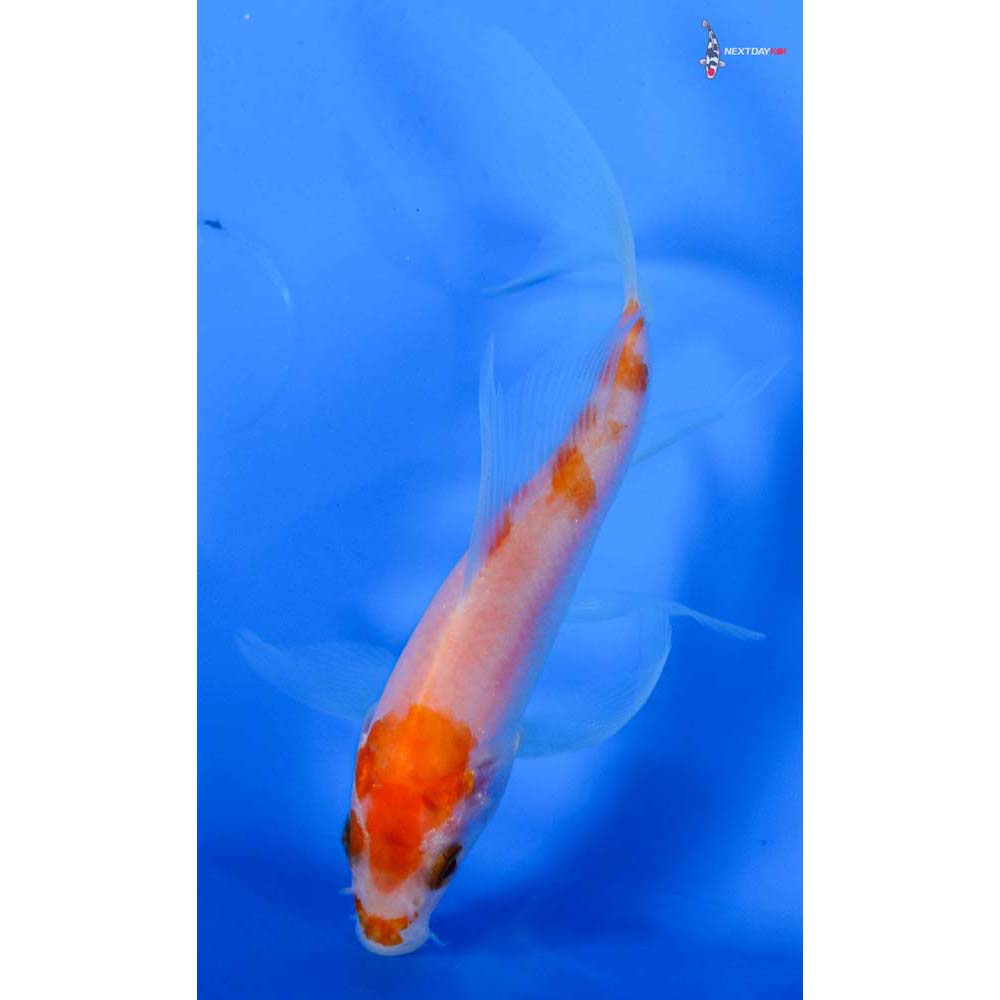 4” Imported Kohaku Butterfly Koi
