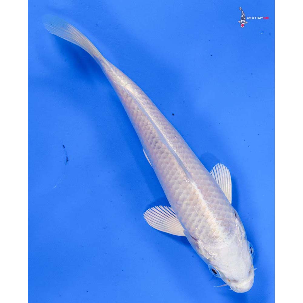 5” Imported Platinum Ogon