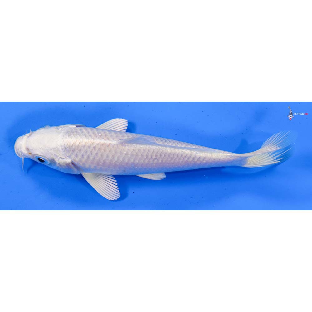 5” Imported Platinum Ogon