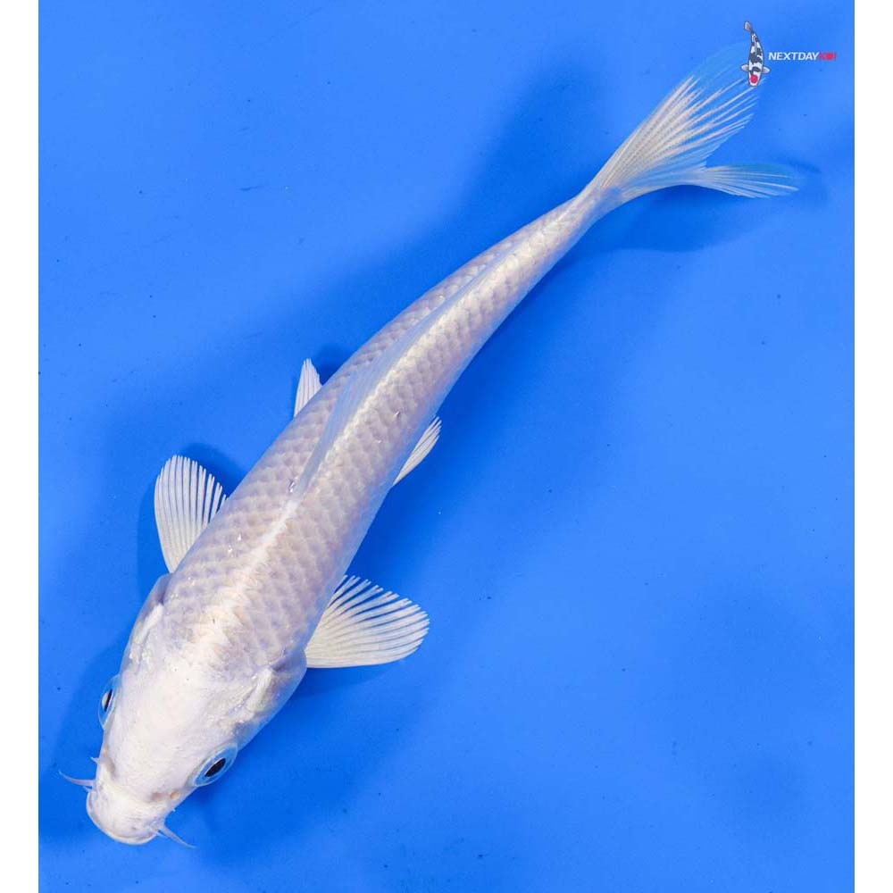 5” Imported Platinum Ogon