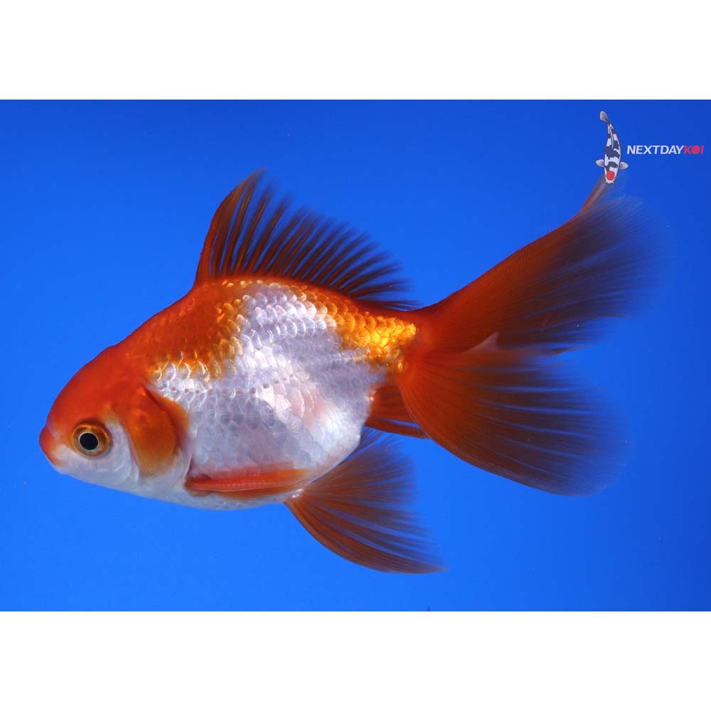 4” Imported Red and White Ryukin
