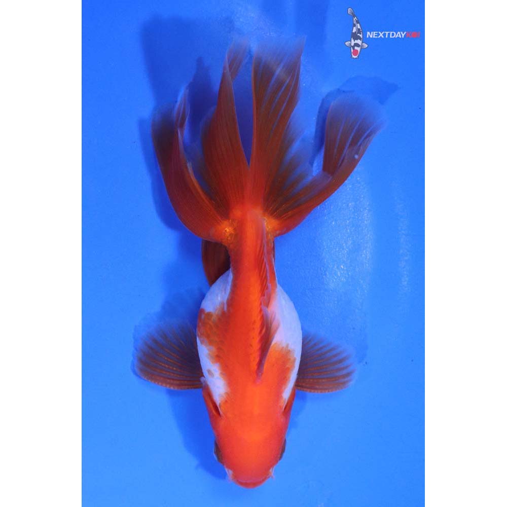 4” Imported Red and White Ryukin