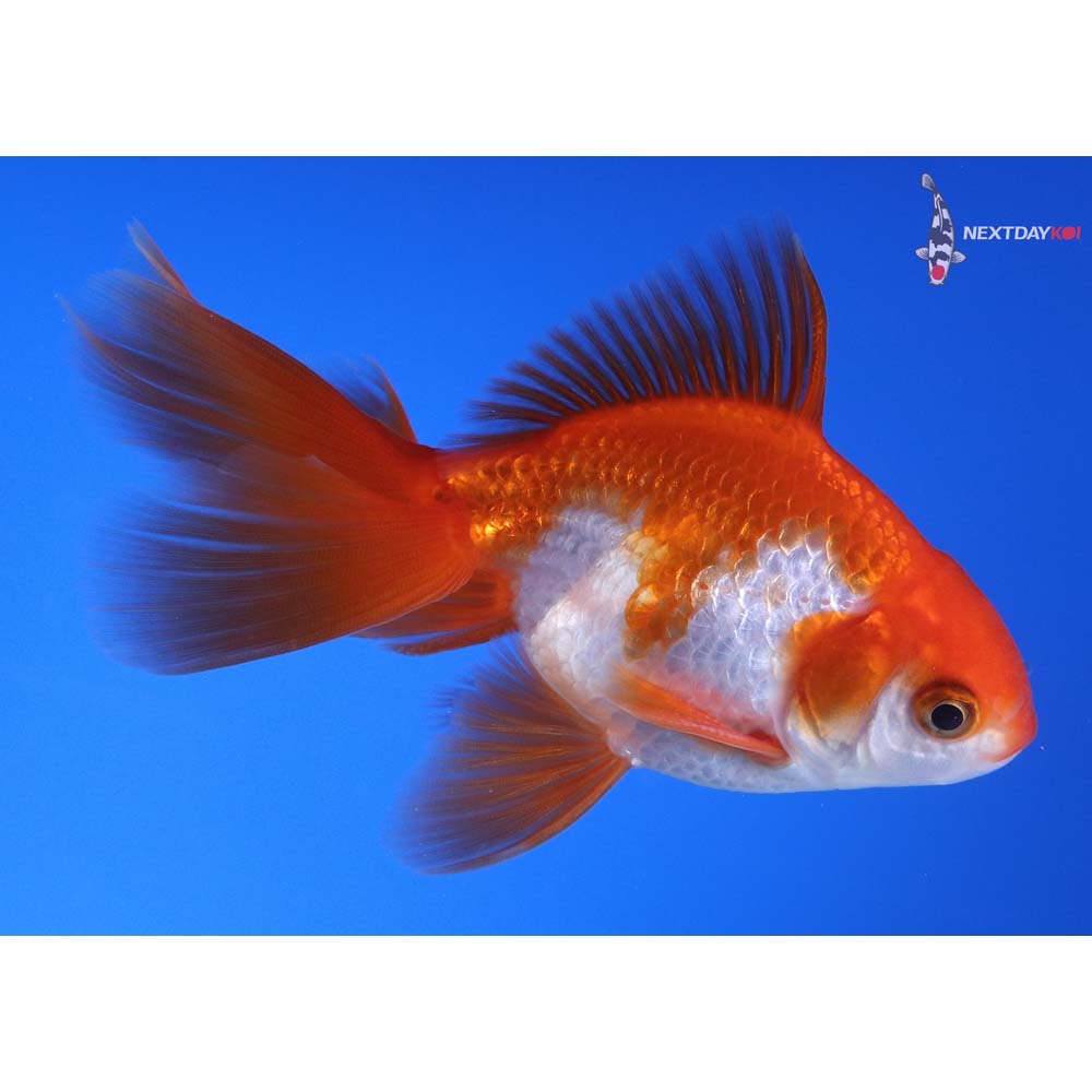 4” Imported Red and White Ryukin