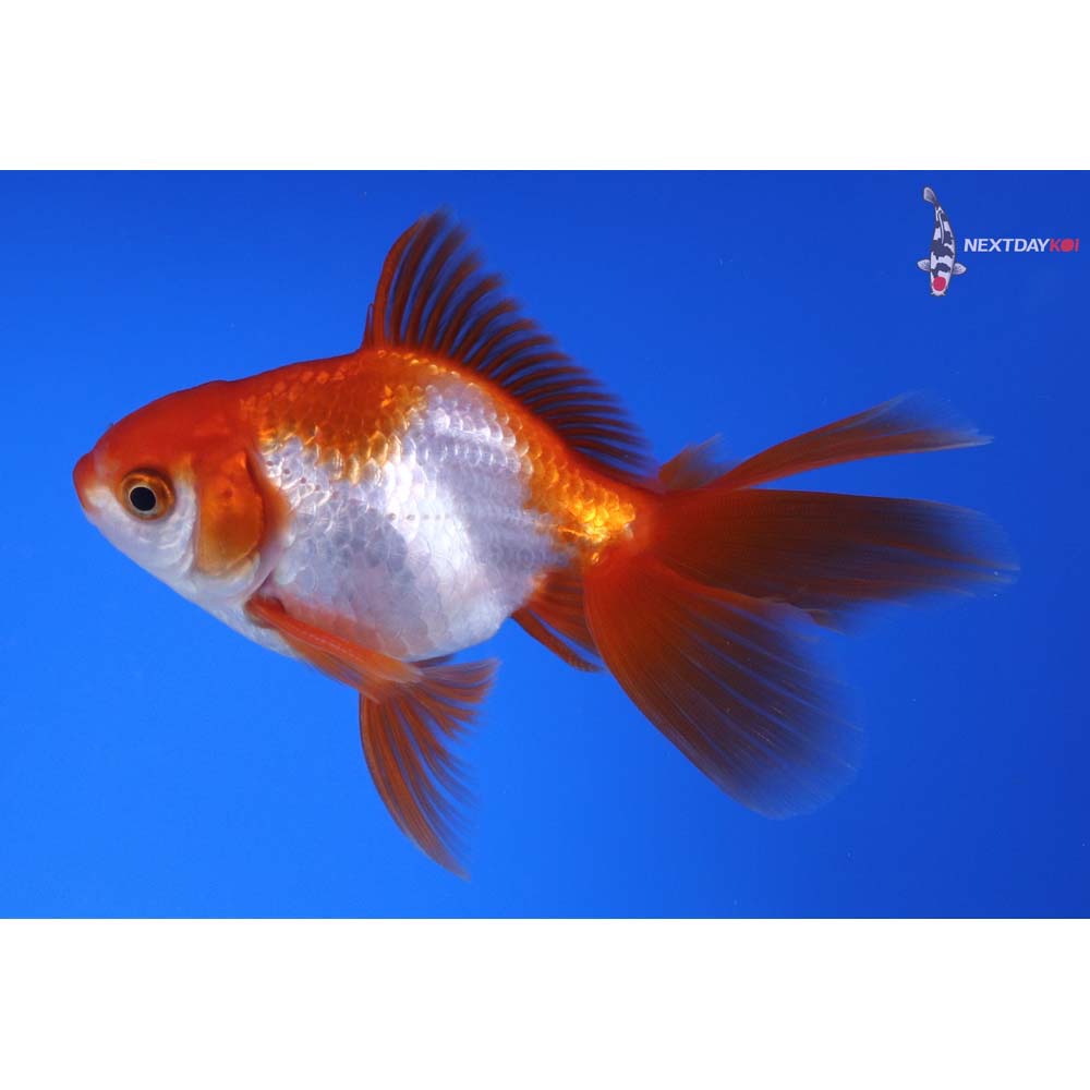 4” Imported Red and White Ryukin