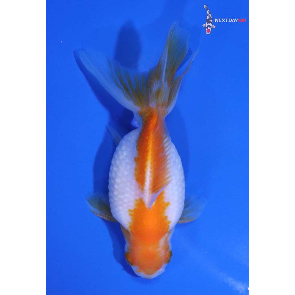 4.5” Imported Male Yellow and White Pearlscale