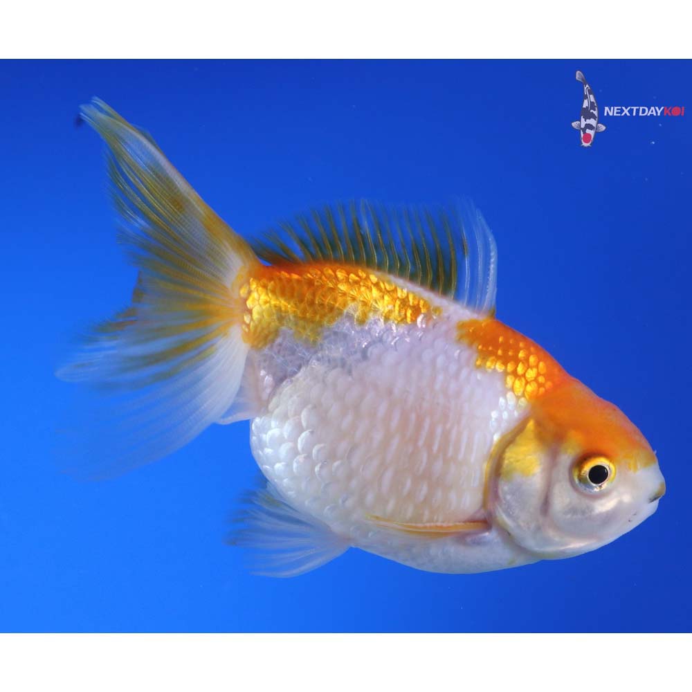 4.5” Imported Male Yellow and White Pearlscale
