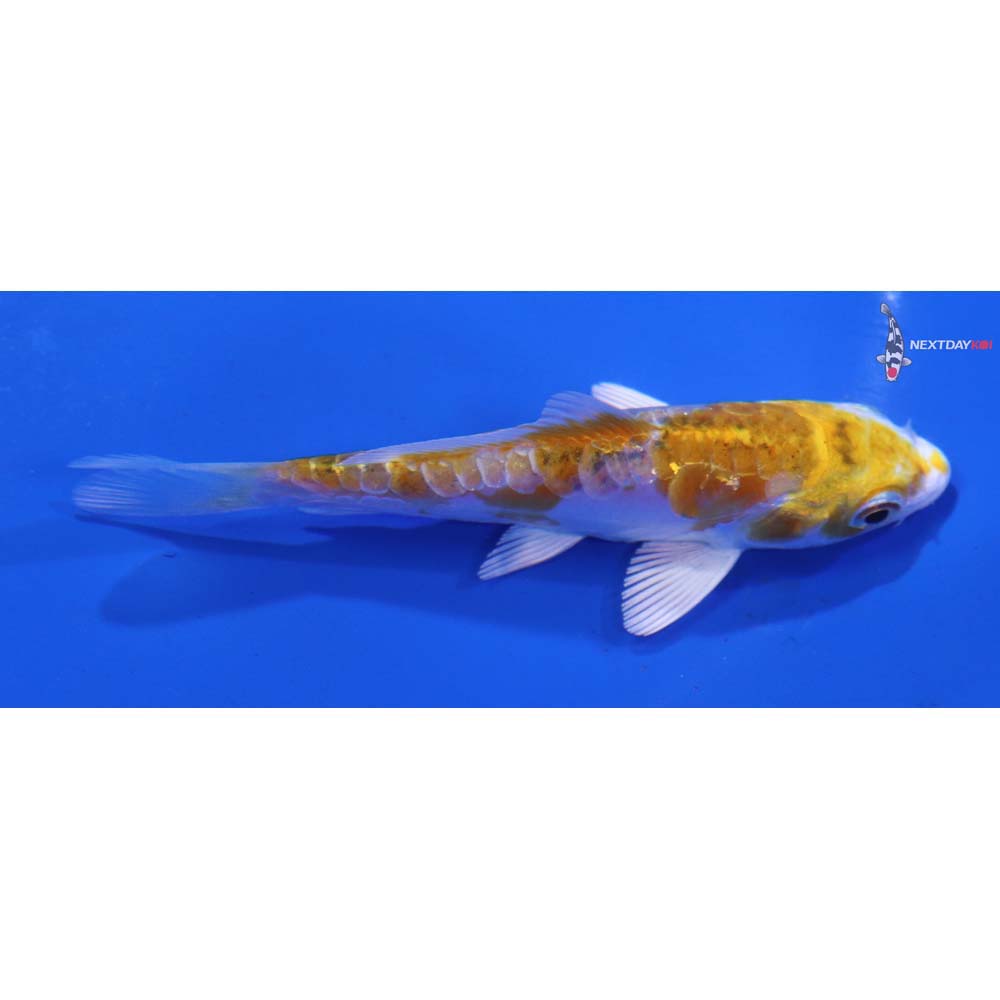 3” Imported Doitsu Lemon Hariwake