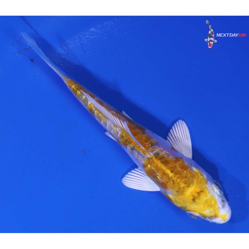 3” Imported Doitsu Lemon Hariwake