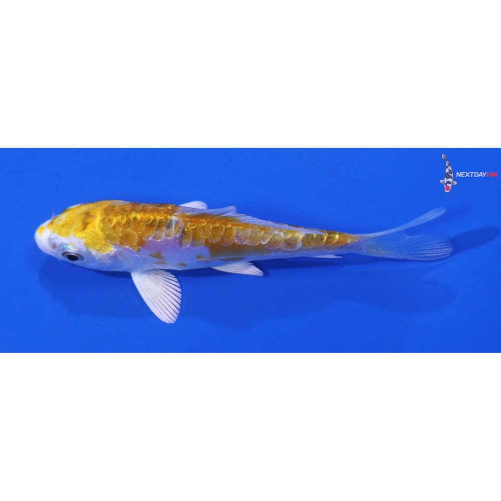 3” Imported Doitsu Lemon Hariwake