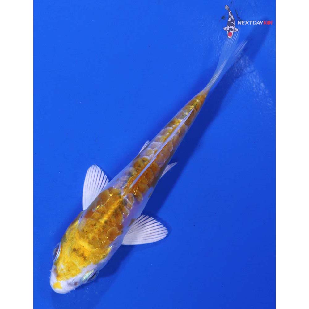 3” Imported Doitsu Lemon Hariwake
