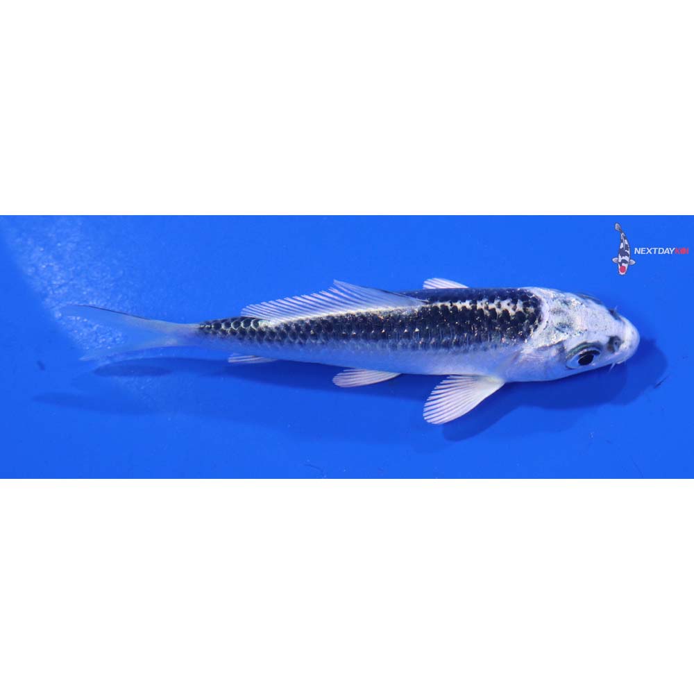 3.5” Imported Gin Matsuba