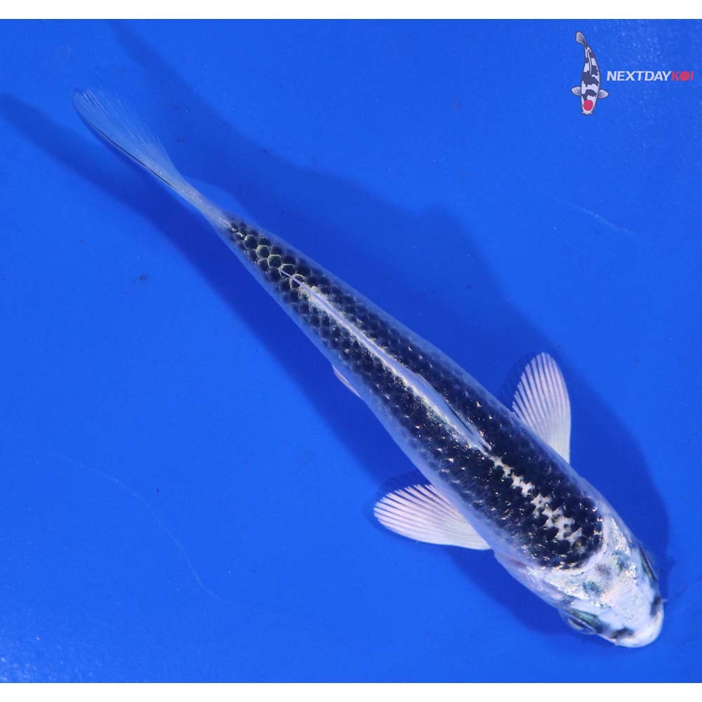 3.5” Imported Gin Matsuba