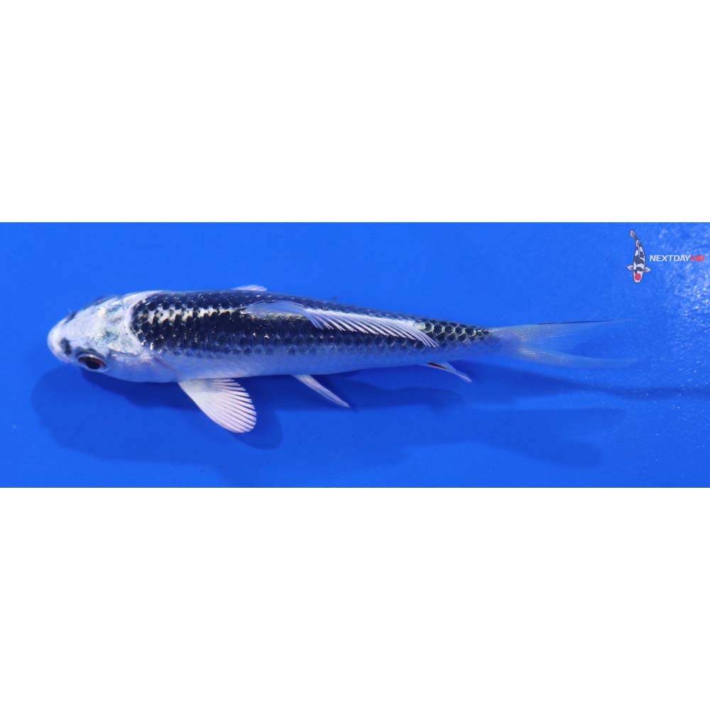 3.5” Imported Gin Matsuba