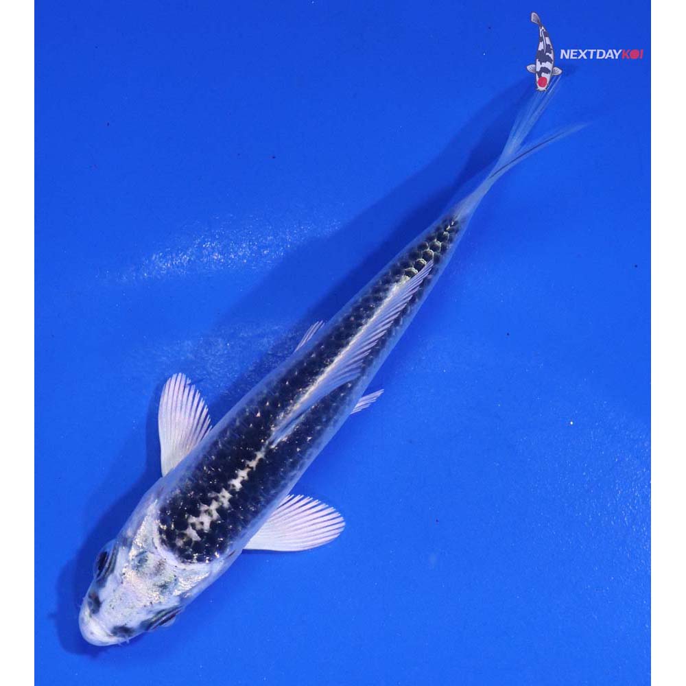 3.5” Imported Gin Matsuba