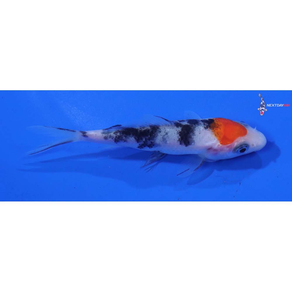 3.5” Imported Sanke