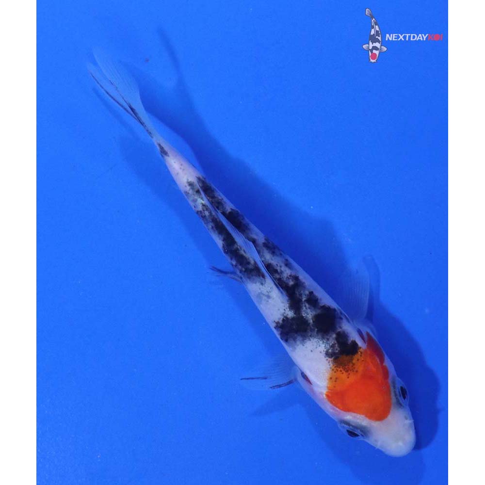 3.5” Imported Sanke