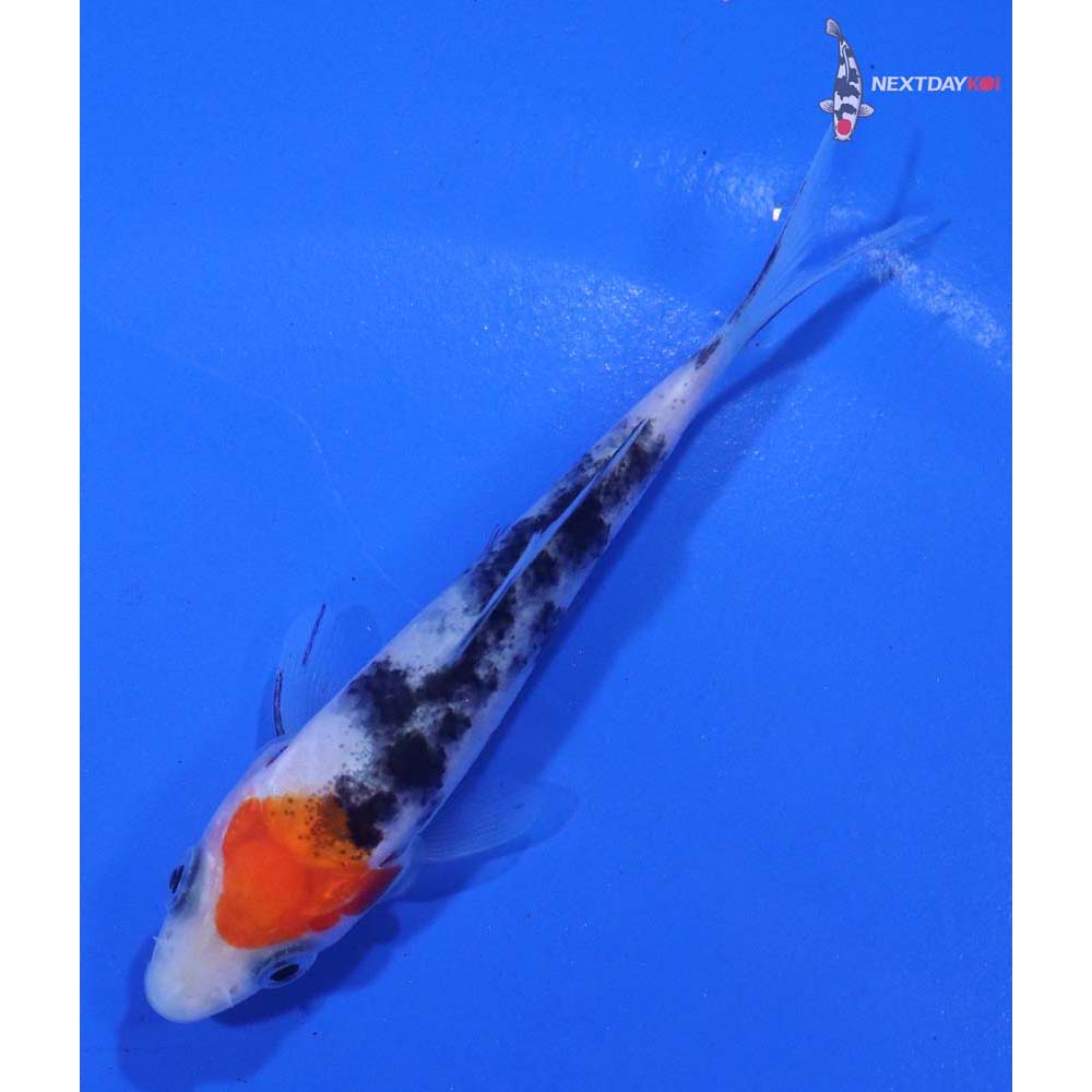 3.5” Imported Sanke