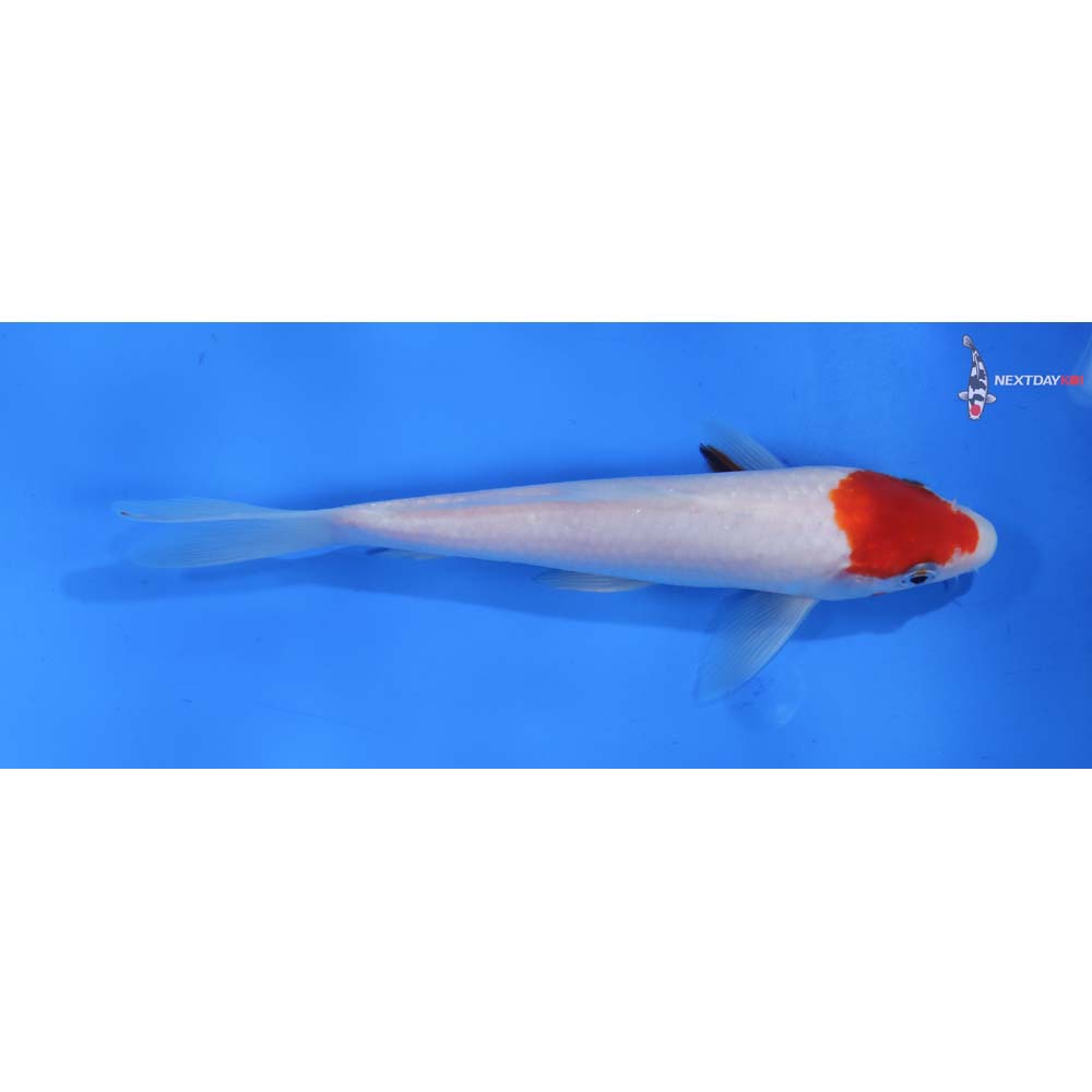 8” Imported Sanke
