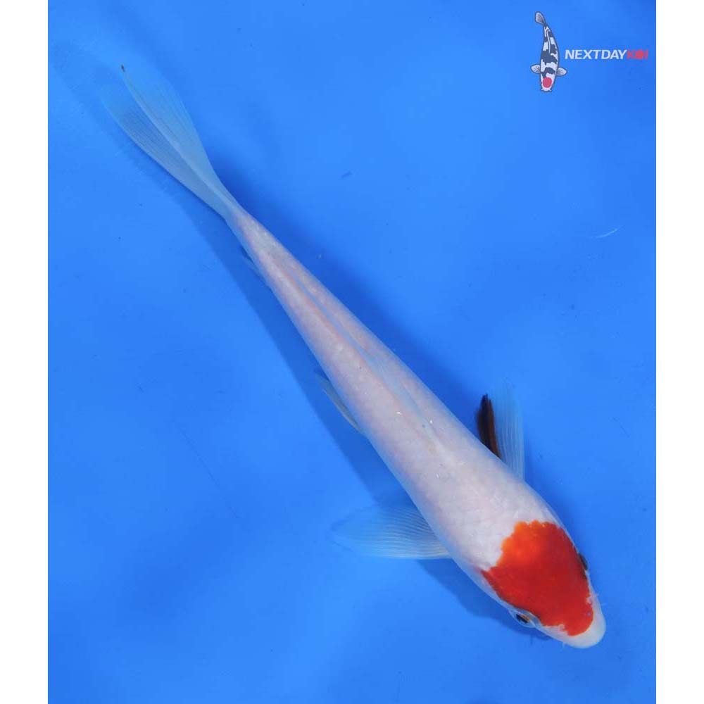 8” Imported Sanke