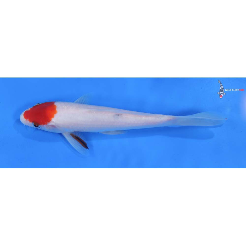 8” Imported Sanke