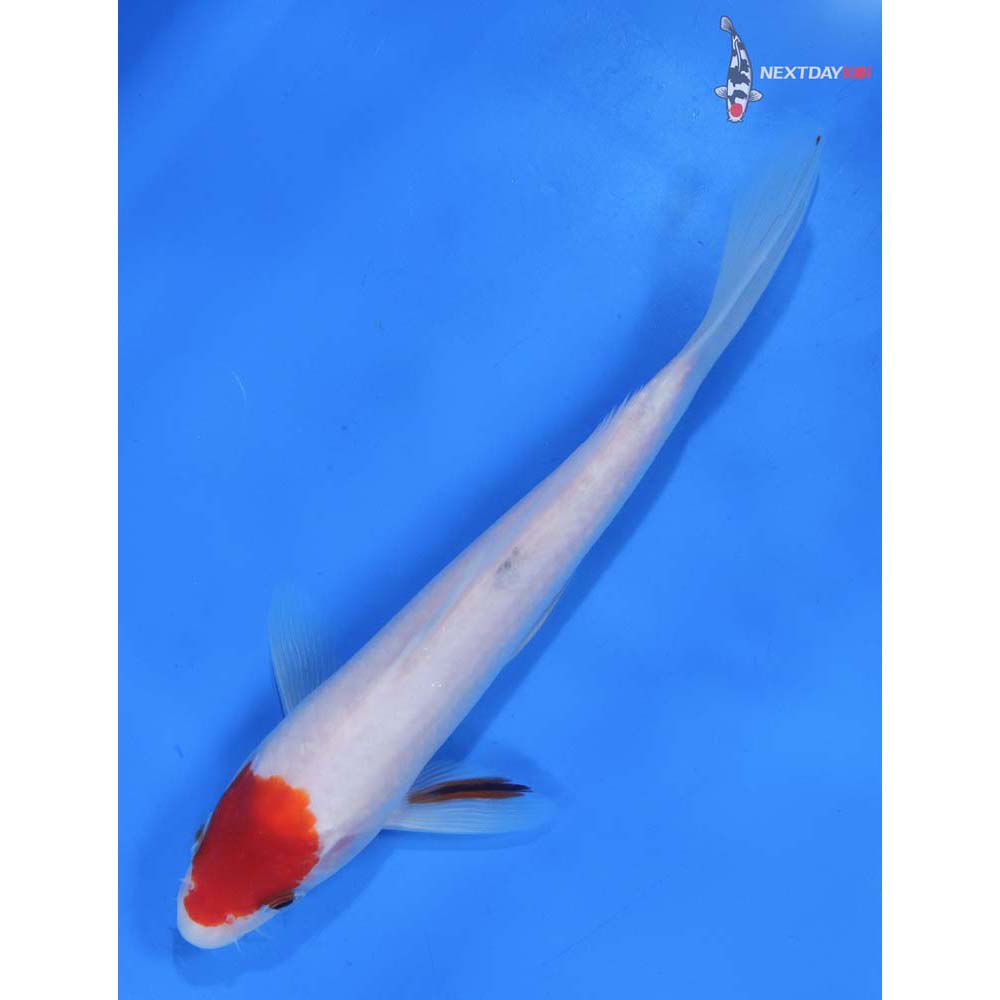 8” Imported Sanke
