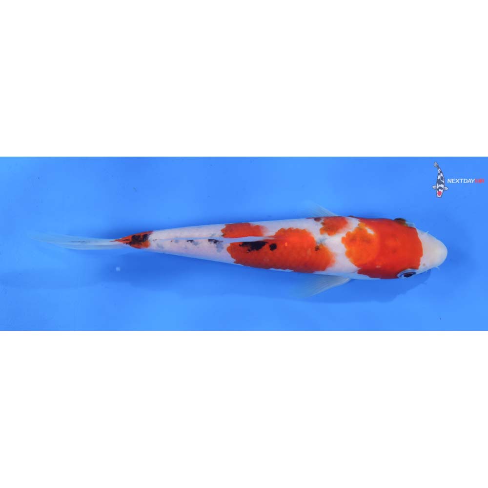 8” Imported Sanke