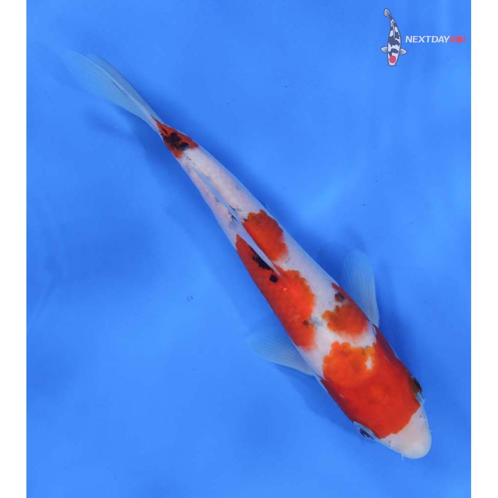 8” Imported Sanke