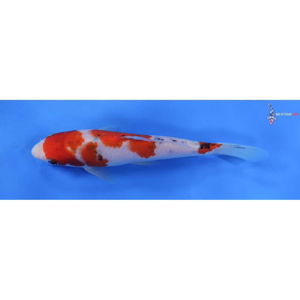 8” Imported Sanke