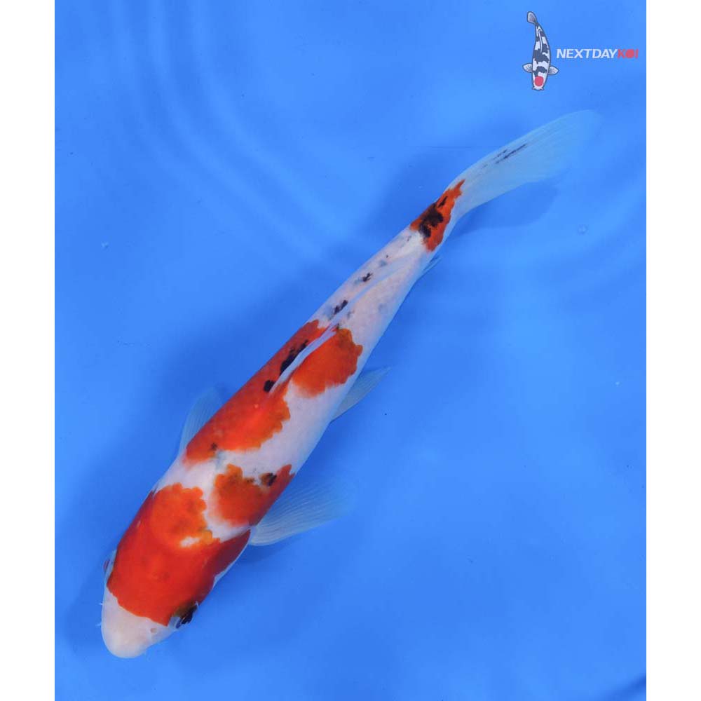 8” Imported Sanke