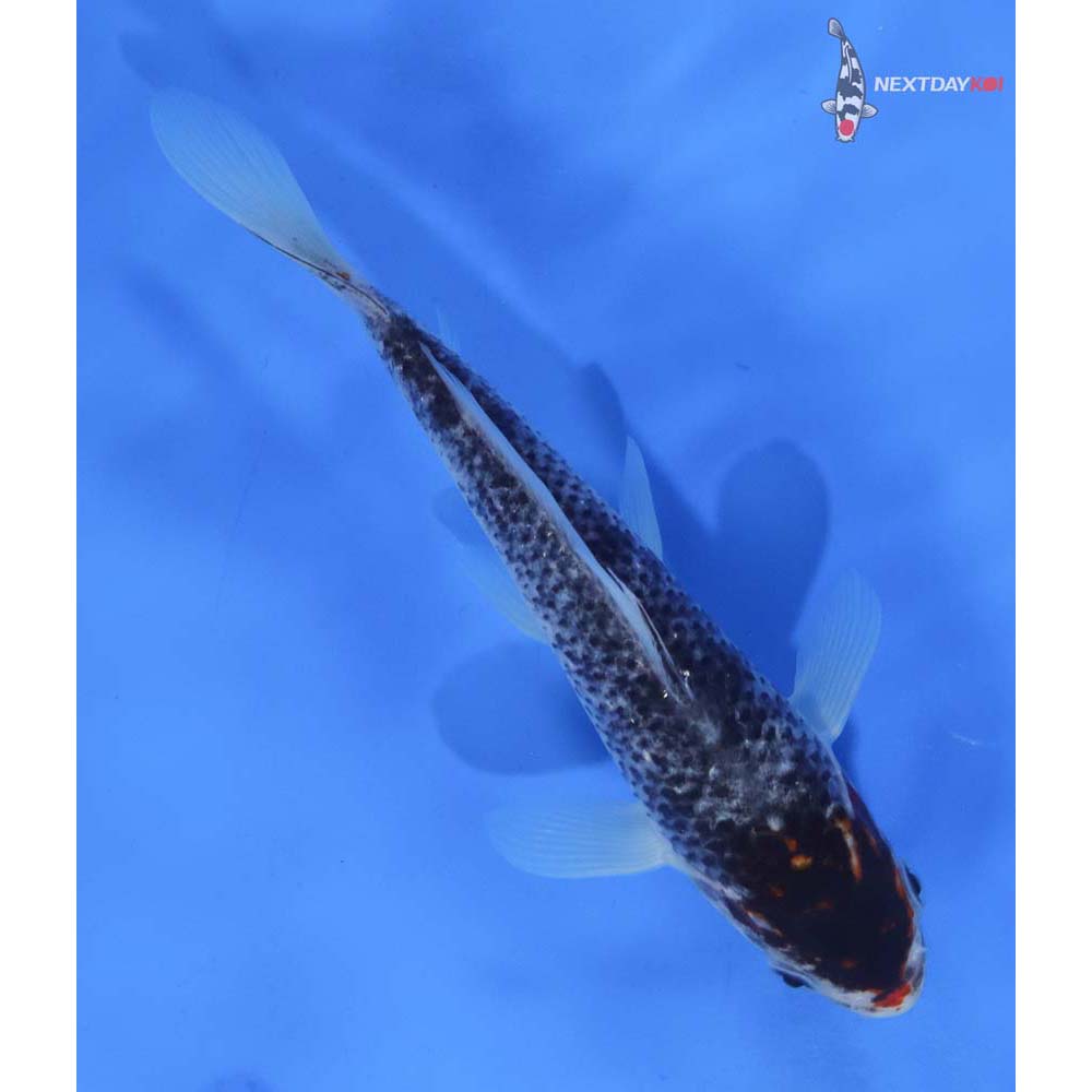 8” Imported Goromo