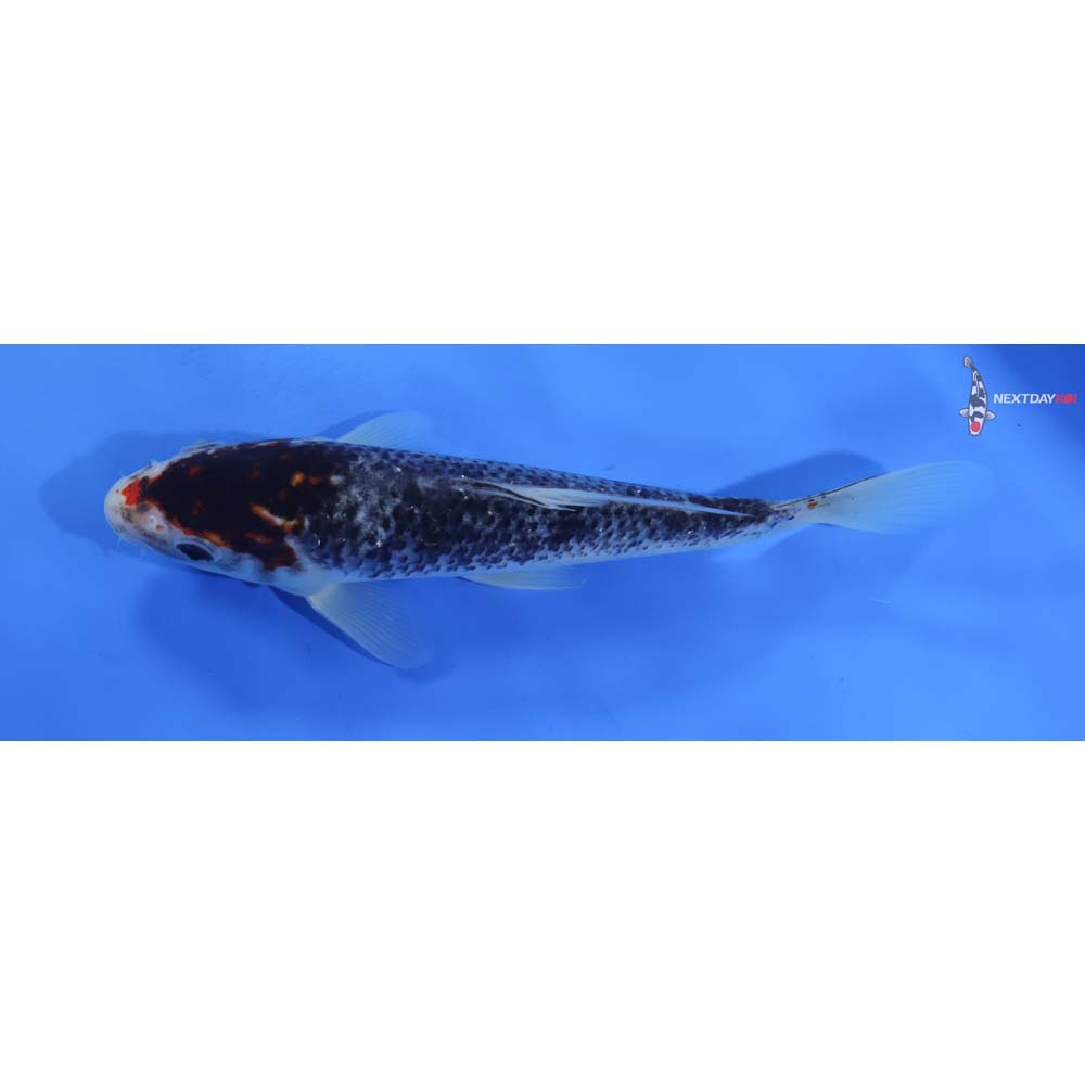 8” Imported Goromo