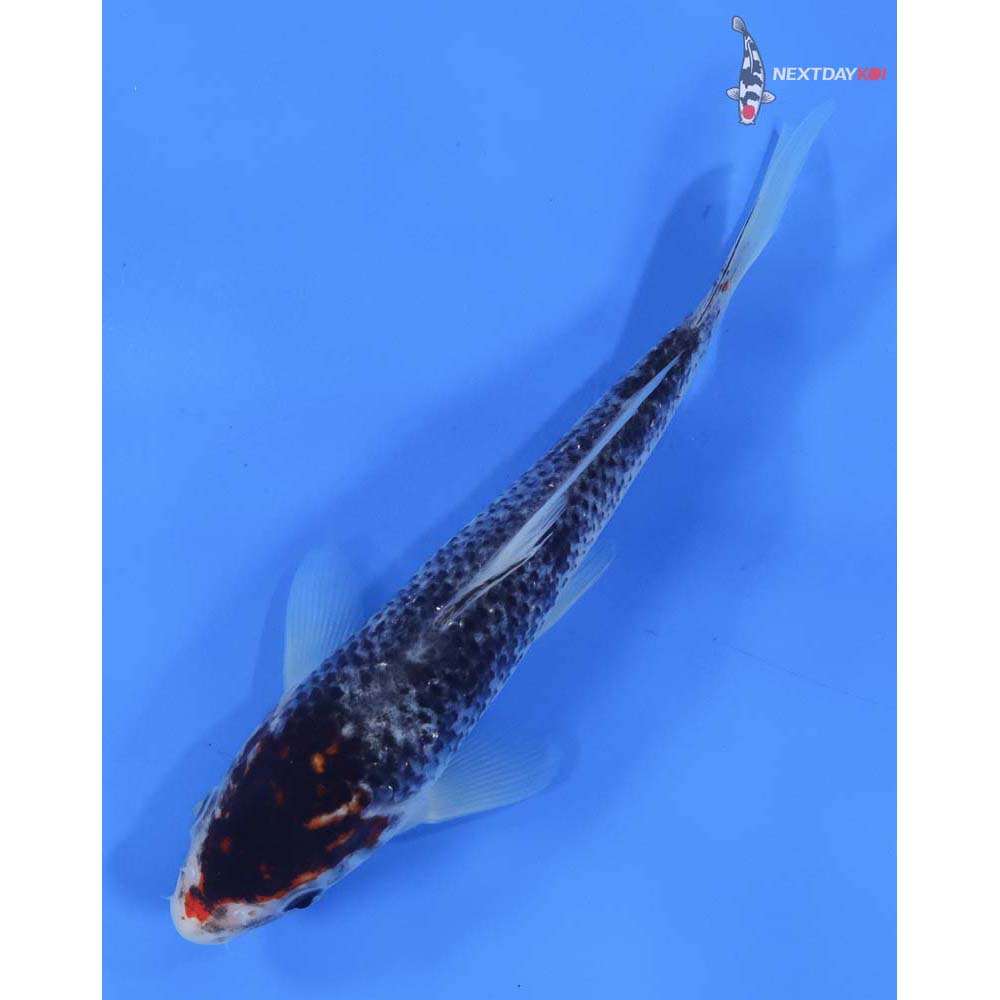 8” Imported Goromo