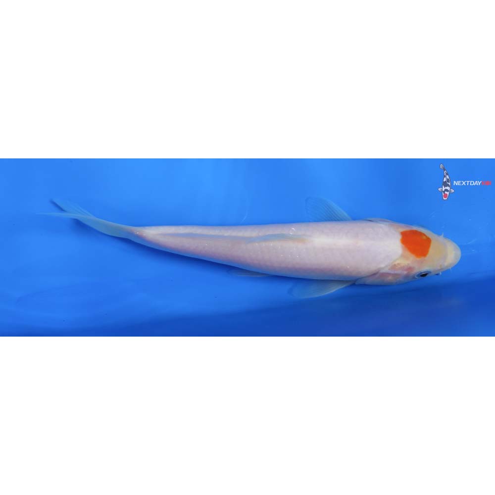 7.5” Imported Kohaku