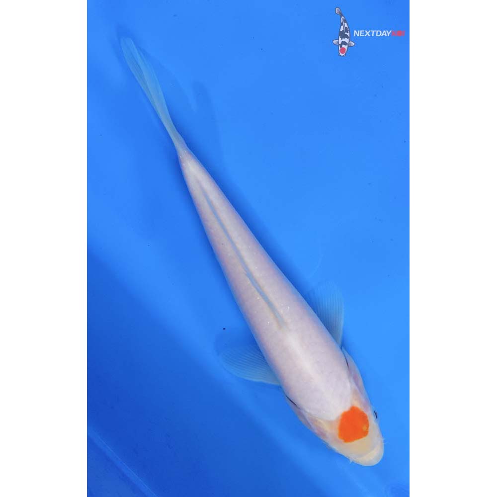 7.5” Imported Kohaku