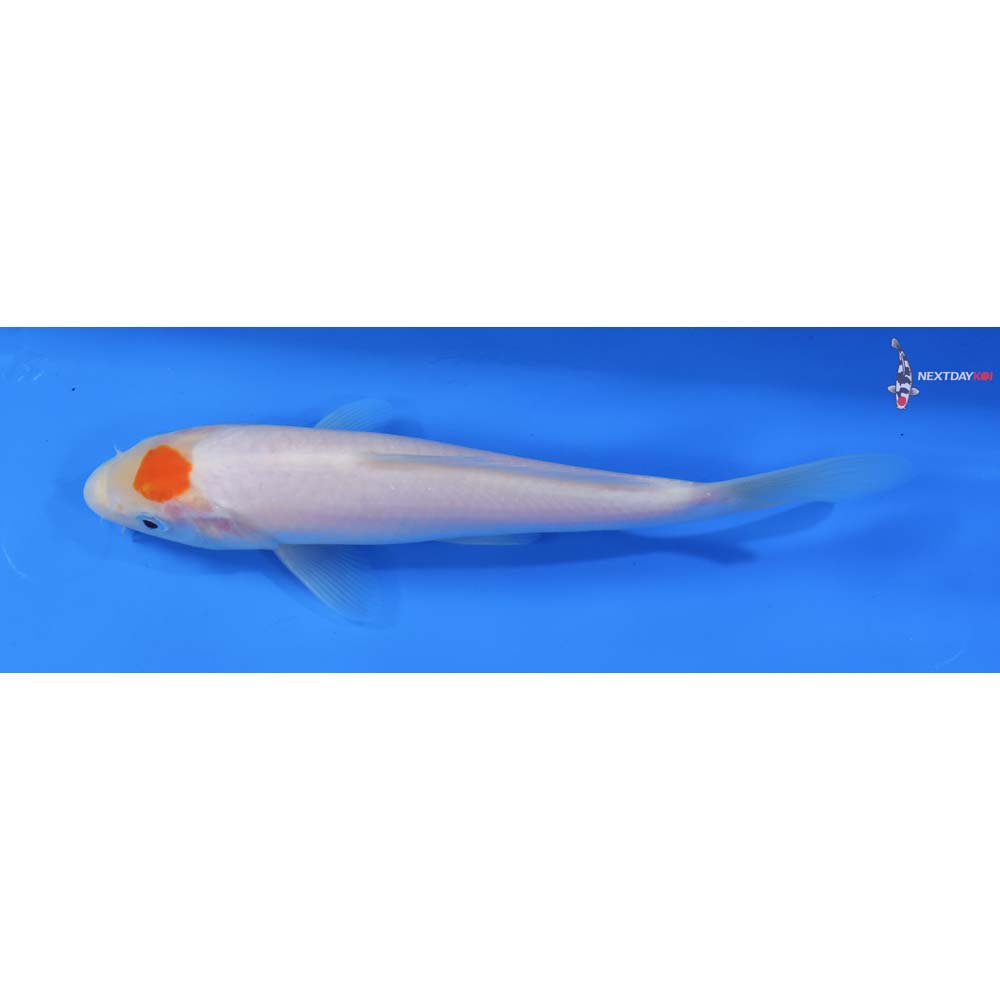 7.5” Imported Kohaku
