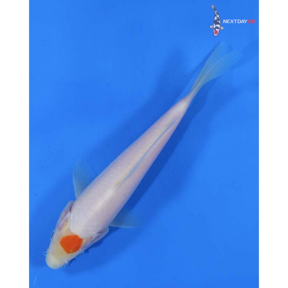 7.5” Imported Kohaku