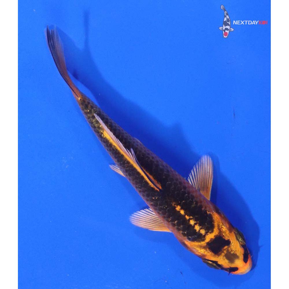 4” Imported Orenji Matsuba
