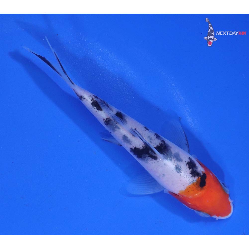 4” Imported Sanke