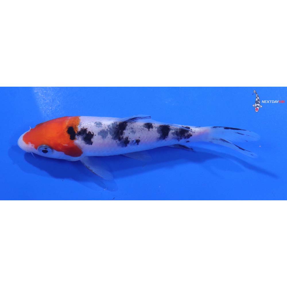 4” Imported Sanke