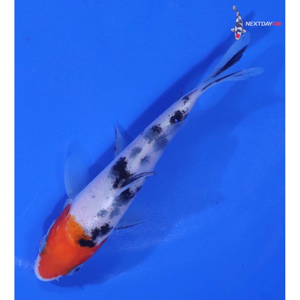 4” Imported Sanke