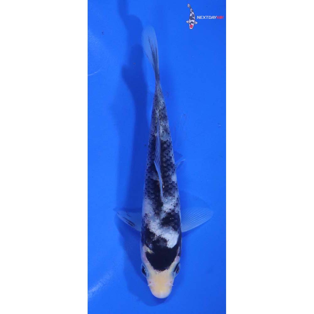 4.5” Imported Matsukawabakke