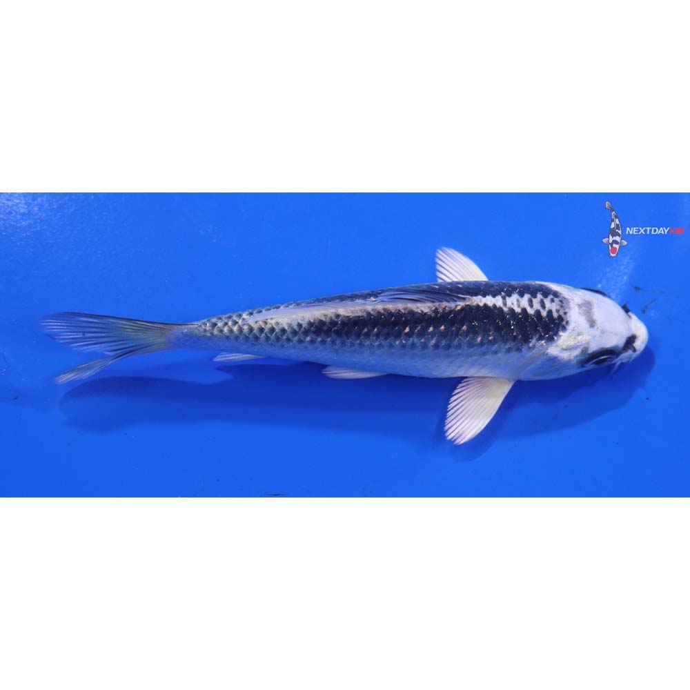 4.5” Imported Gin Matsuba
