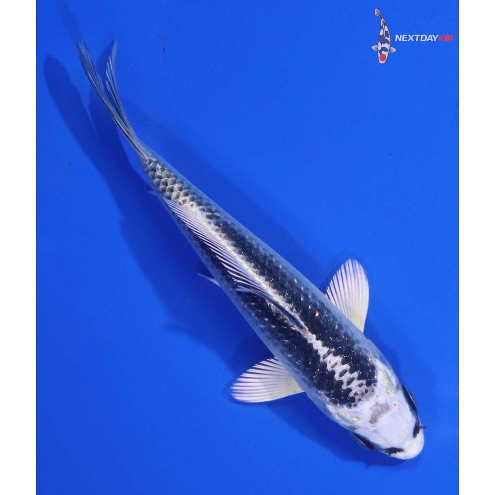 4.5” Imported Gin Matsuba