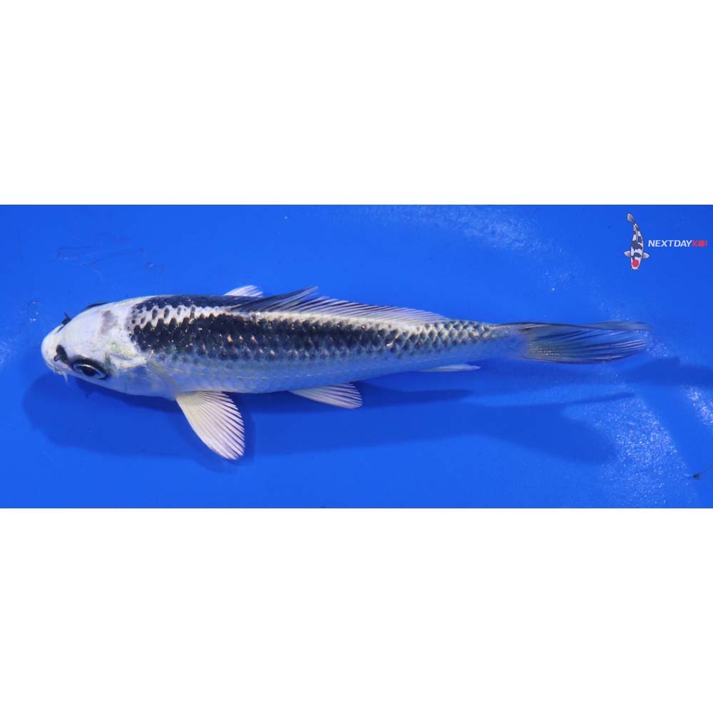 4.5” Imported Gin Matsuba
