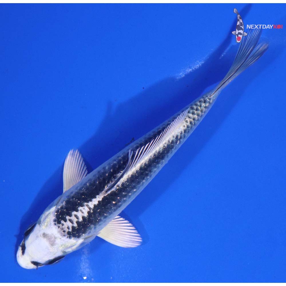 4.5” Imported Gin Matsuba