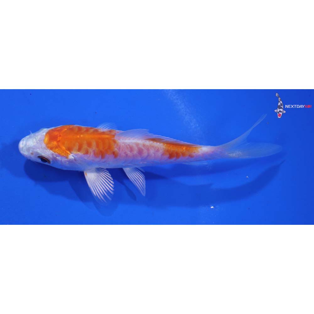 3.5” Imported Armor Scaled Hariwake