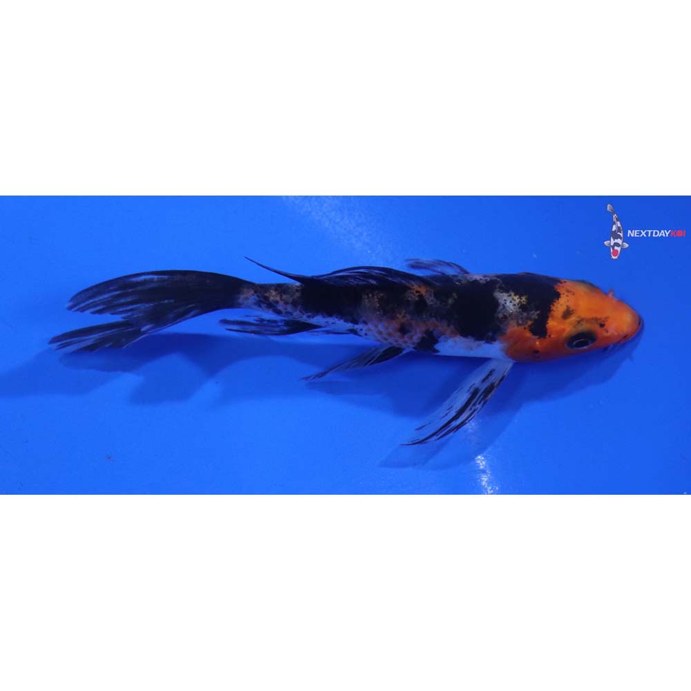 4” Imported Sanke Butterfly Koi