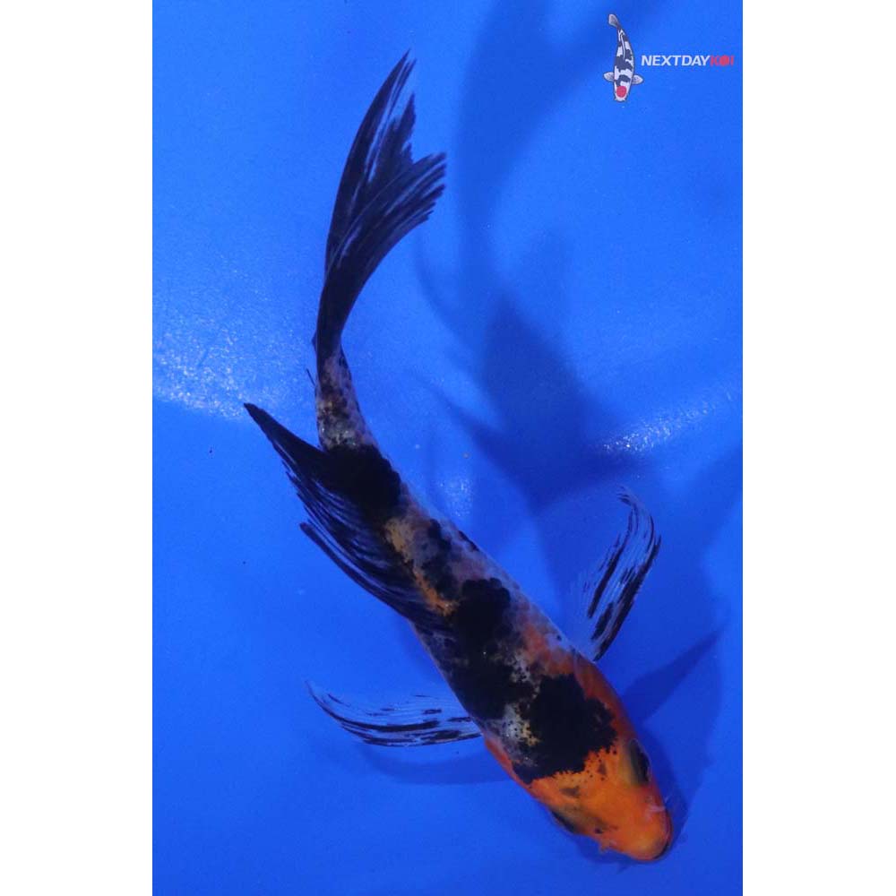 4” Imported Sanke Butterfly Koi