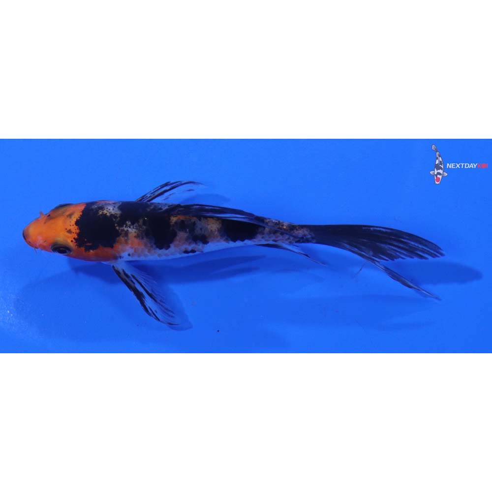 4” Imported Sanke Butterfly Koi